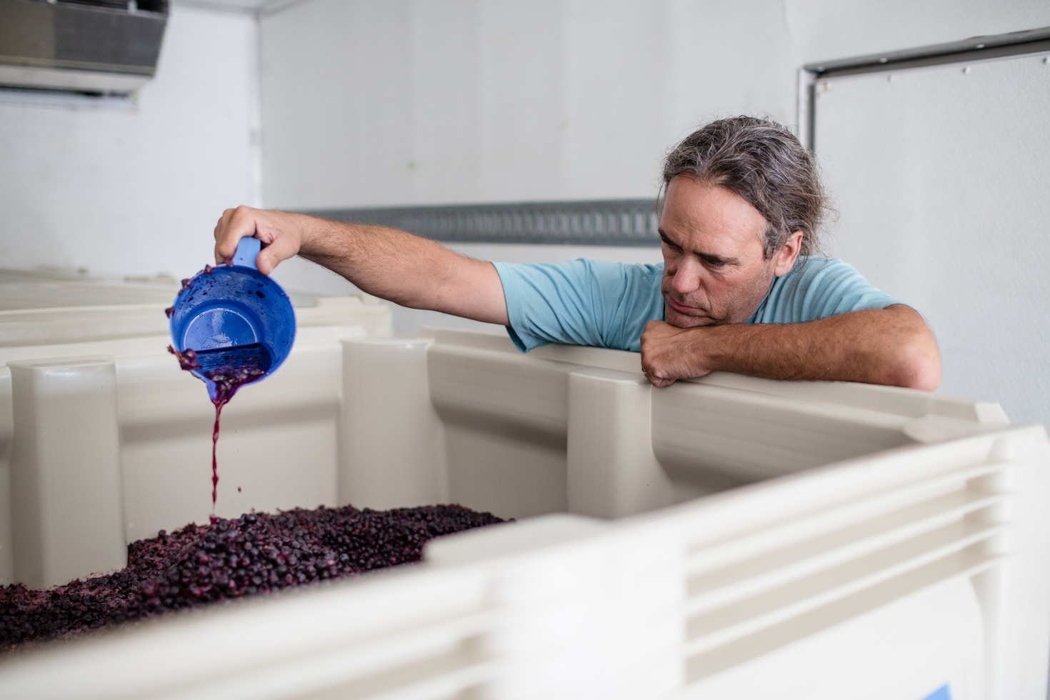 I segreti della vendemmia in Oltrepò