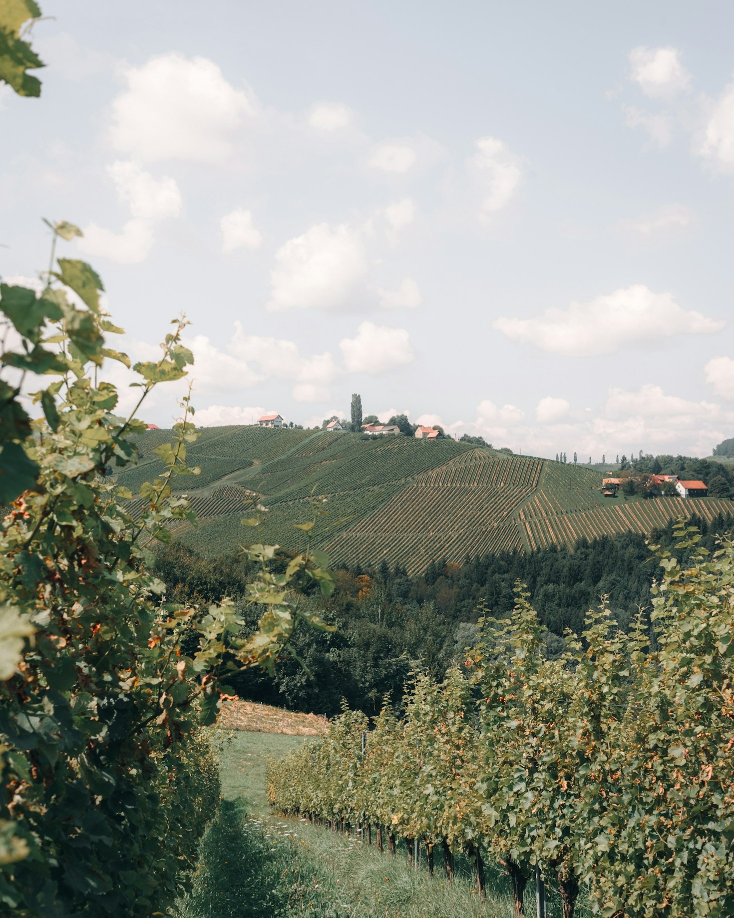 Guida ai vini bianchi più raffinati