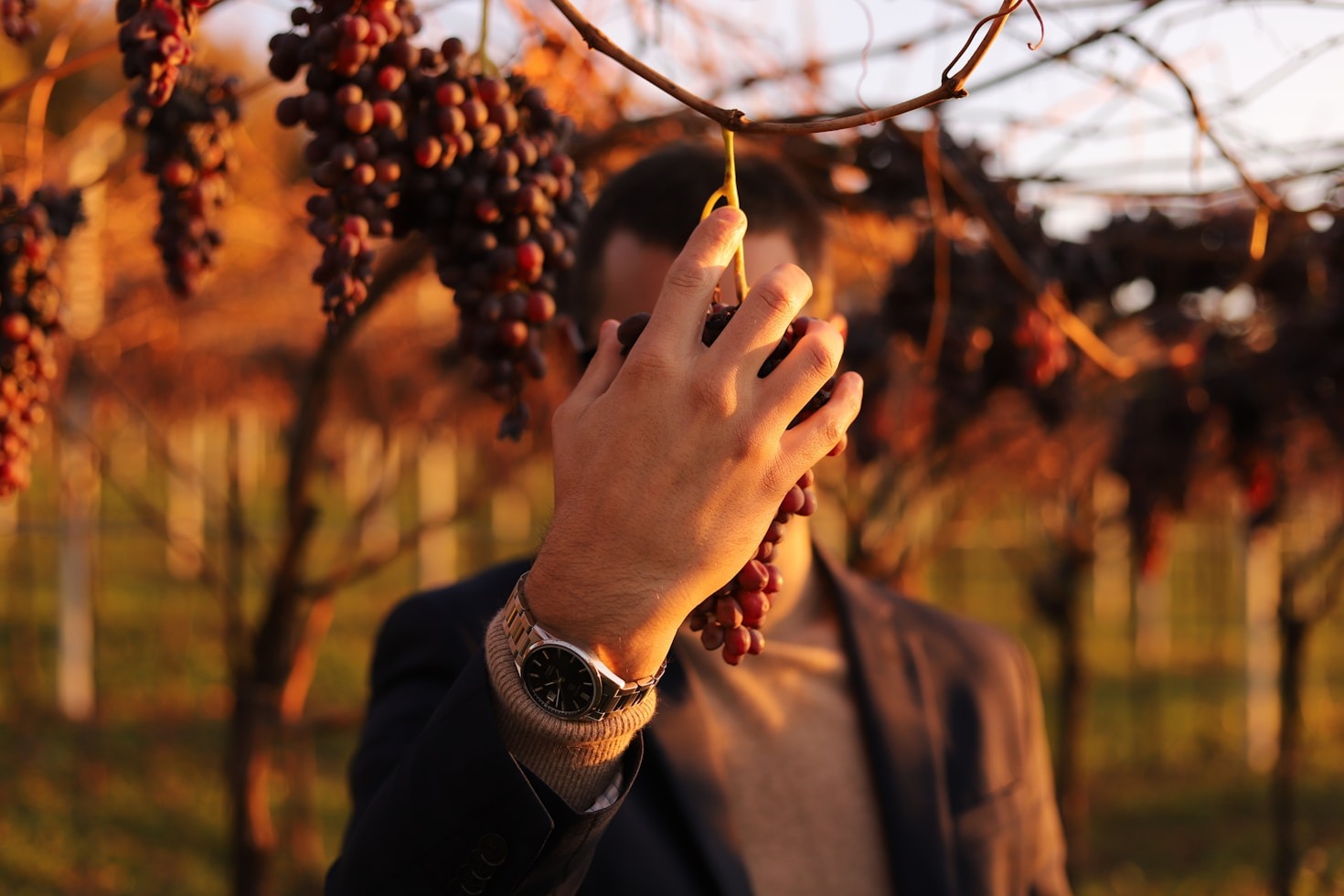 Stagioni ed evoluzione dei nostri vigneti